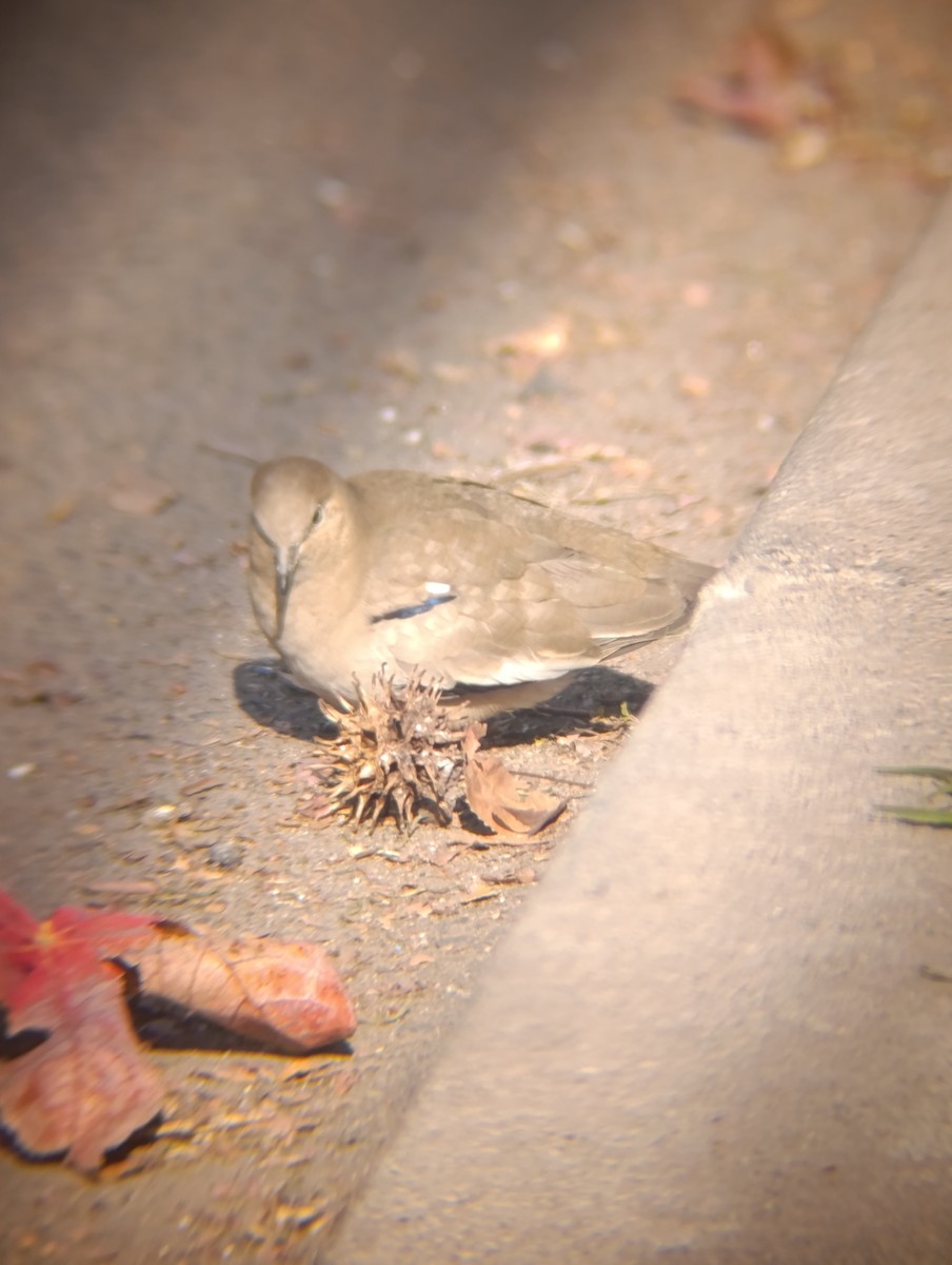Picui Ground Dove - ML639138044