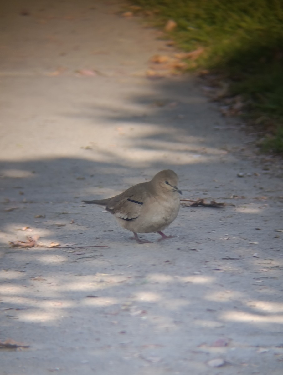Picui Ground Dove - ML639138049