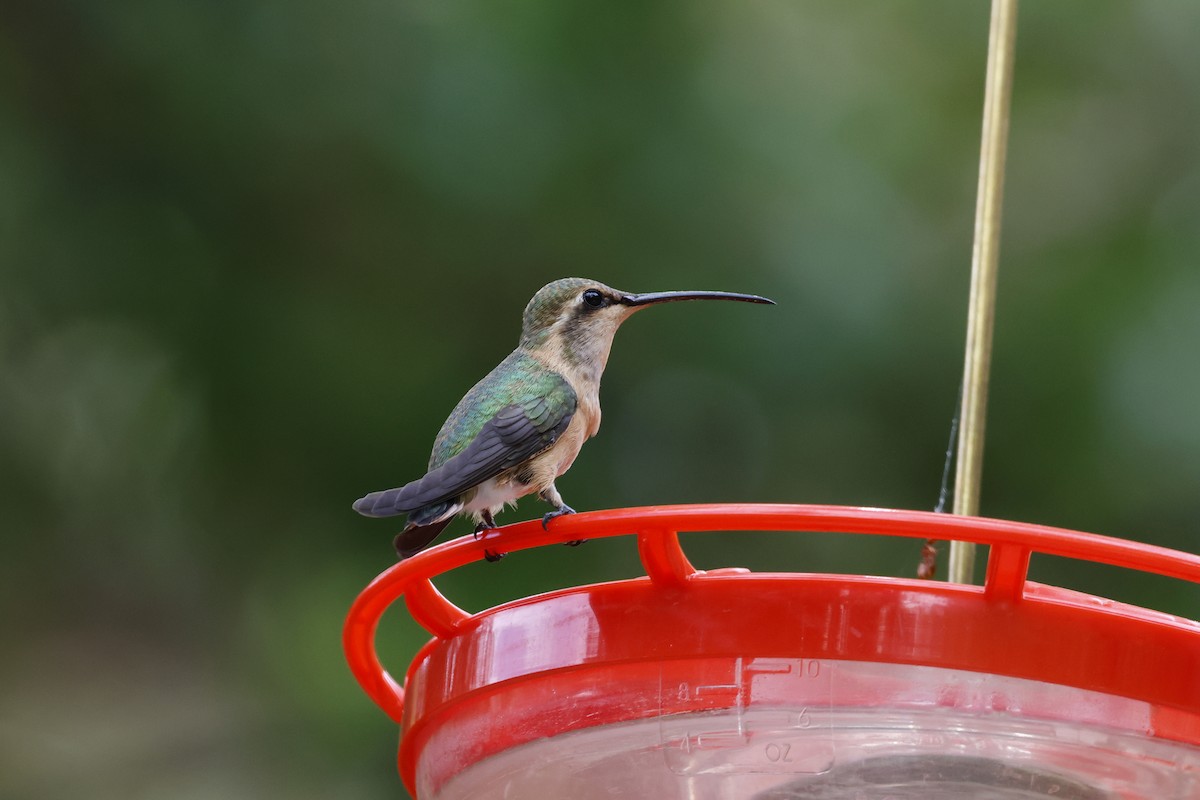 kalypta zelenoboká - ML639138134