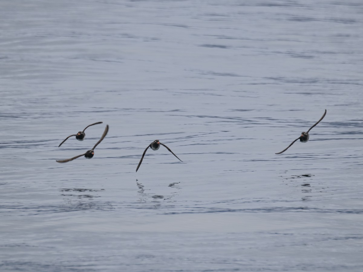 Parakeet Auklet - ML639138192