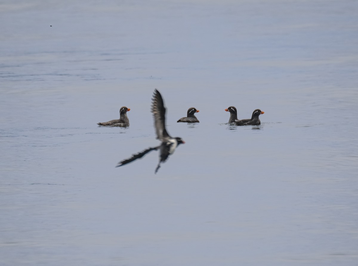 Parakeet Auklet - ML639138204