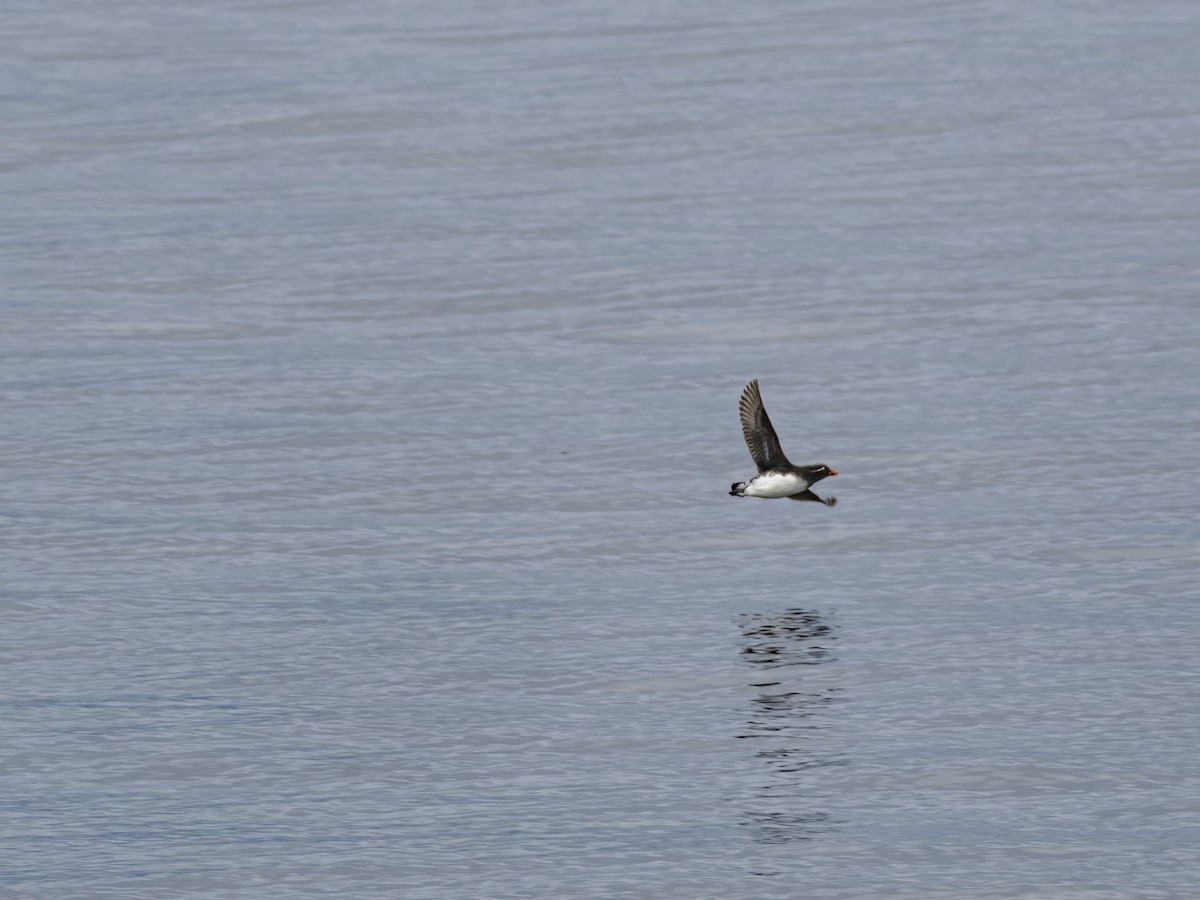 Parakeet Auklet - ML639138205