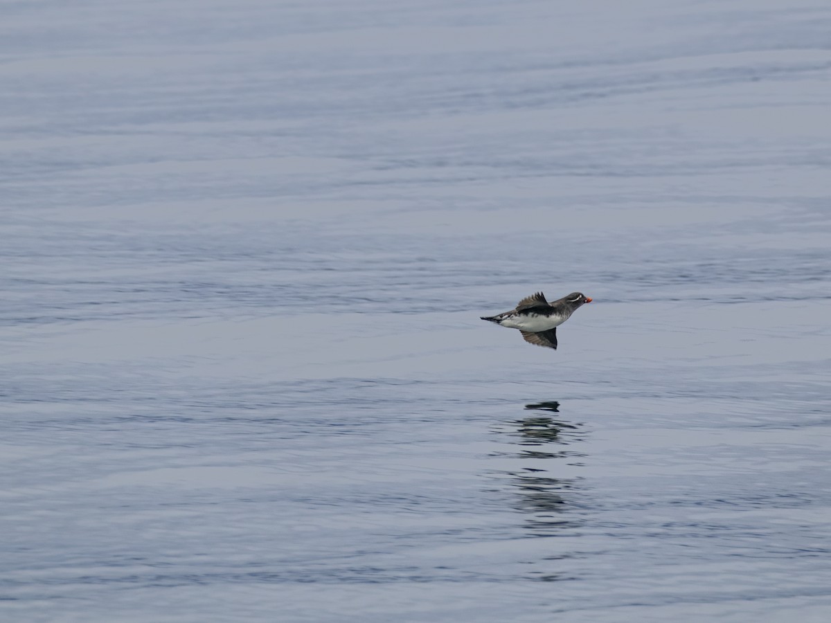 Parakeet Auklet - ML639138206