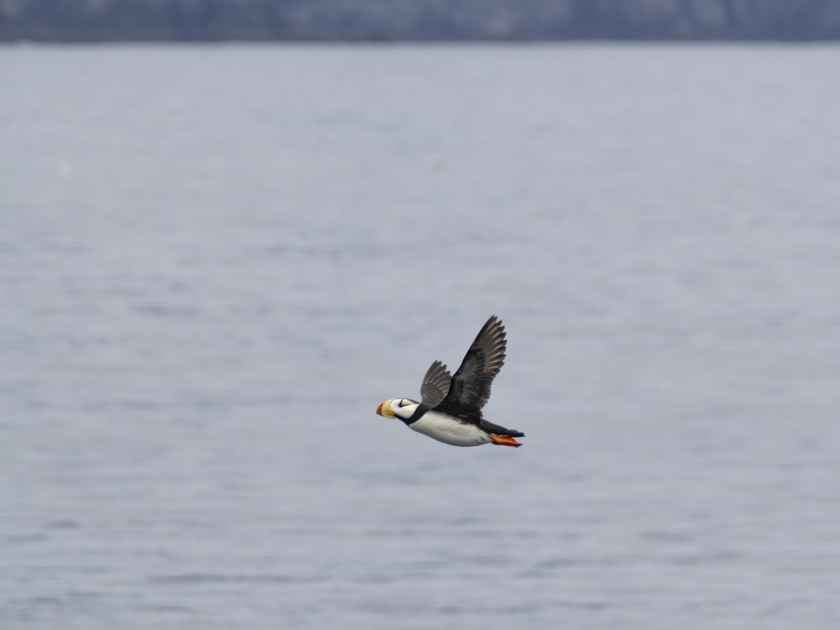 Horned Puffin - ML639138220