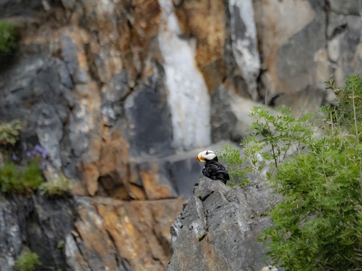Horned Puffin - ML639138236