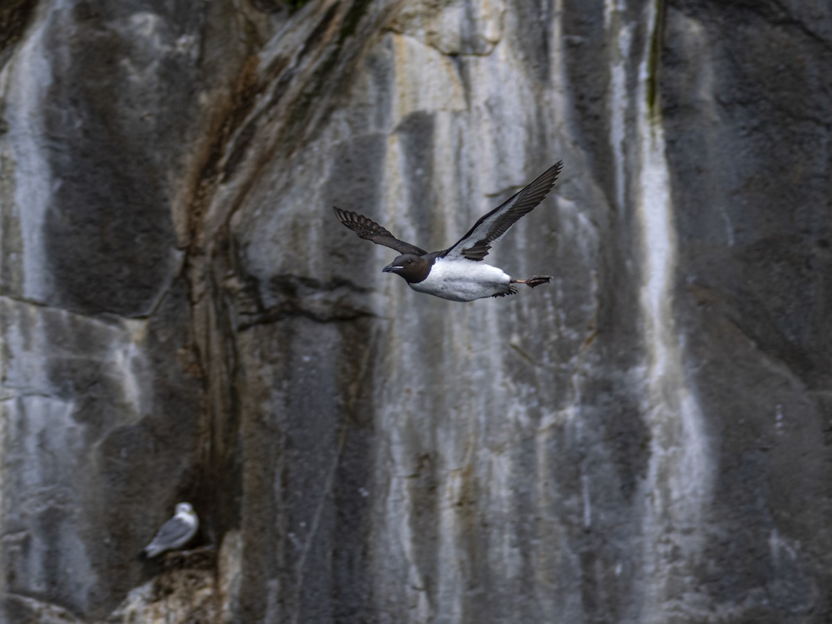 Thick-billed Murre - ML639138244