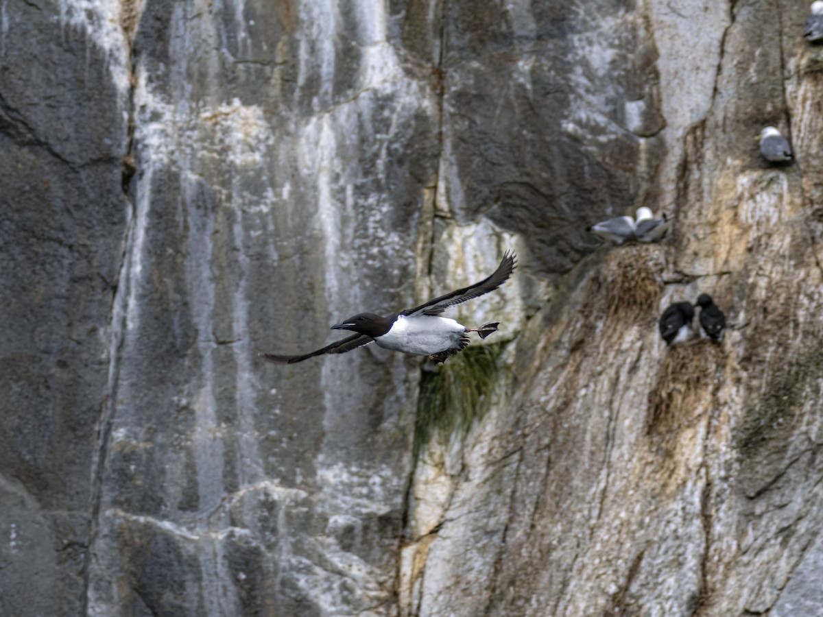 Thick-billed Murre - ML639138246