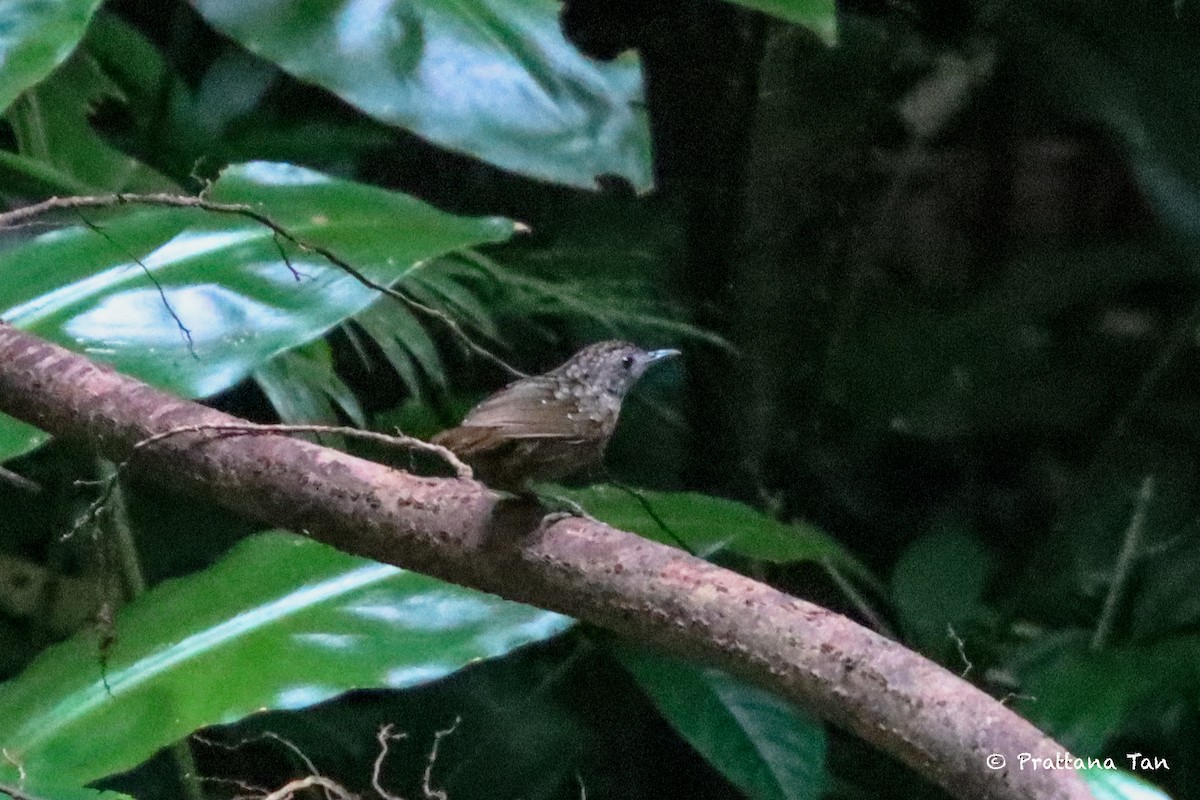 Streaked Wren-Babbler - ML639138274