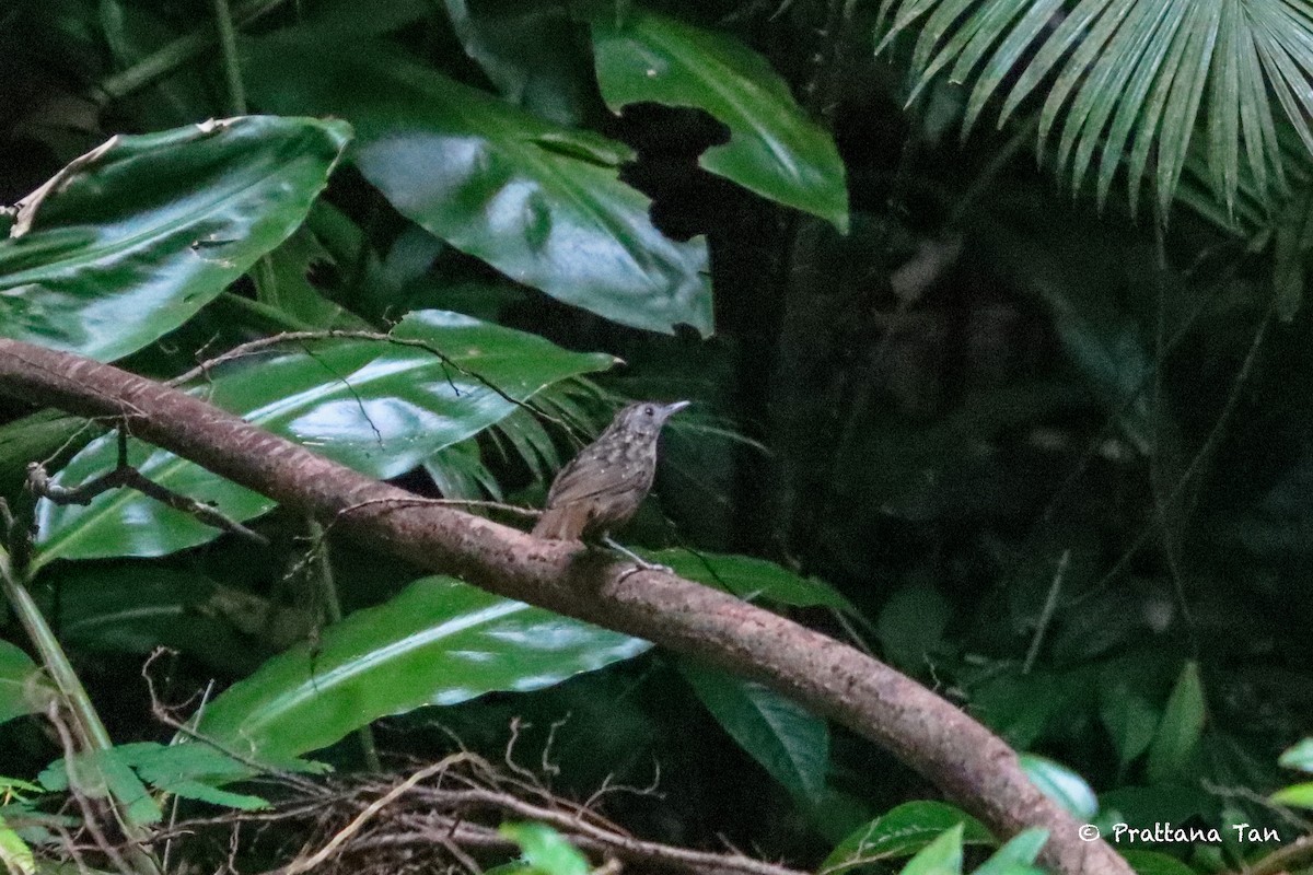 Streaked Wren-Babbler - ML639138275