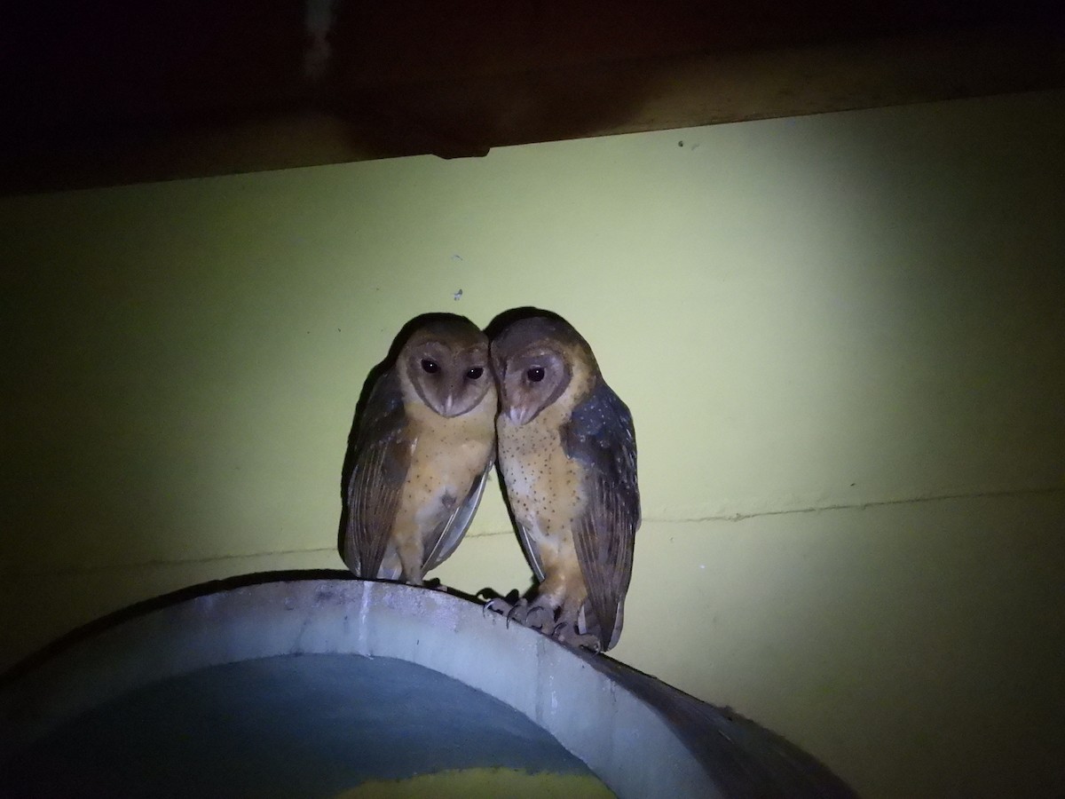 Andaman Masked-Owl - ML639138327