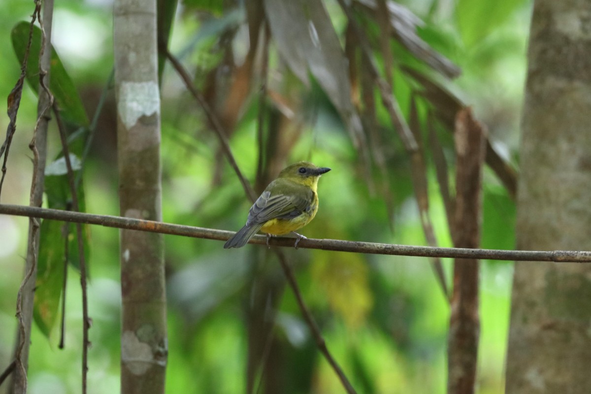 Bornean Whistler - ML639138330