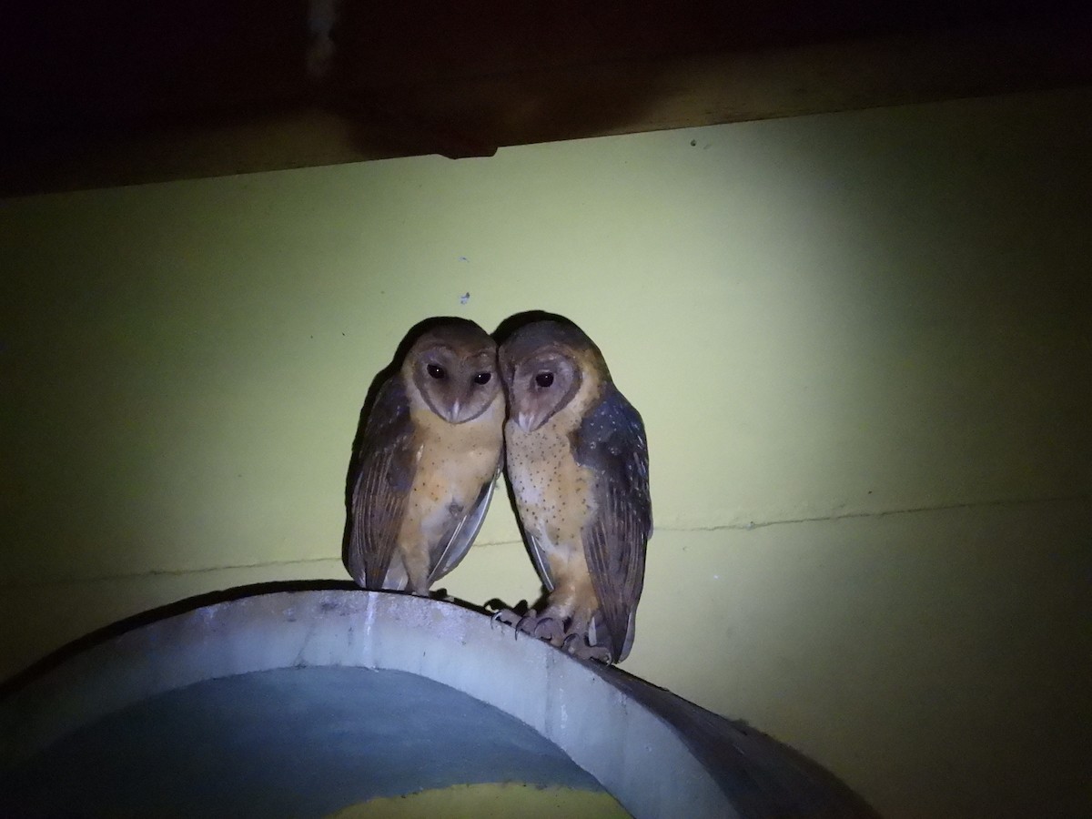 Andaman Masked-Owl - ML639138333