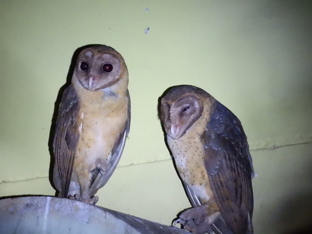 Andaman Masked-Owl - ML639138345