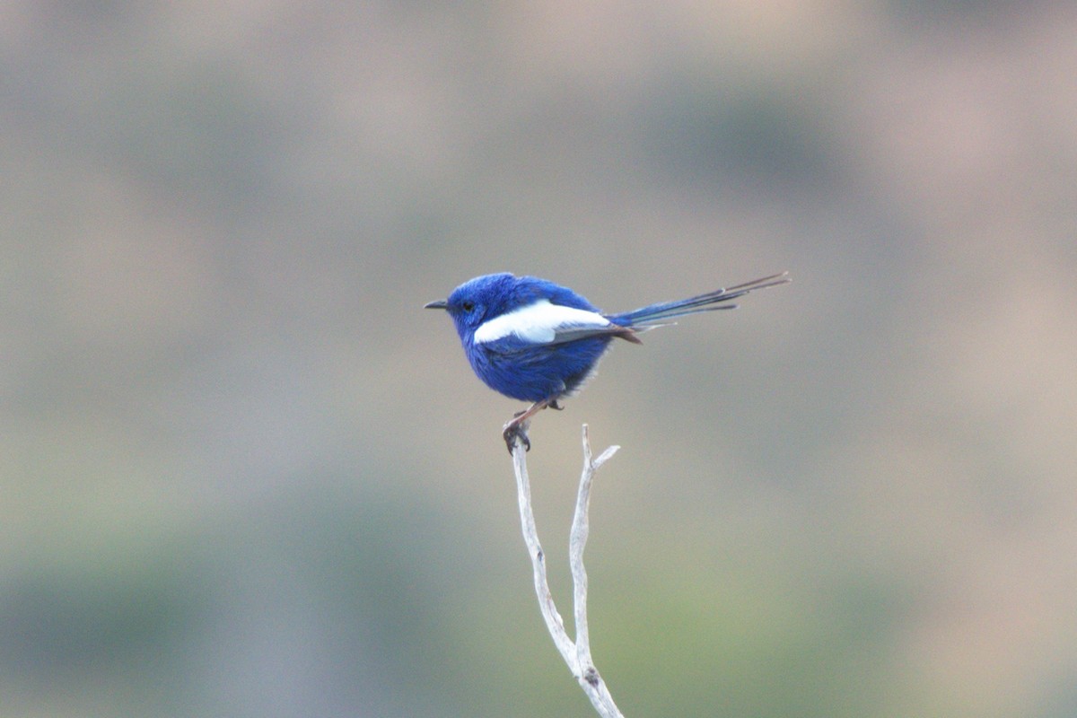 modropláštník bělokřídlý - ML639138347