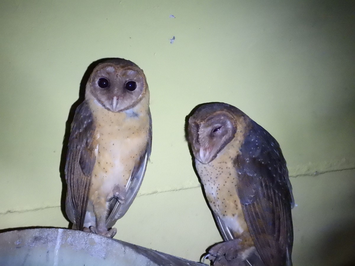 Andaman Masked-Owl - ML639138350