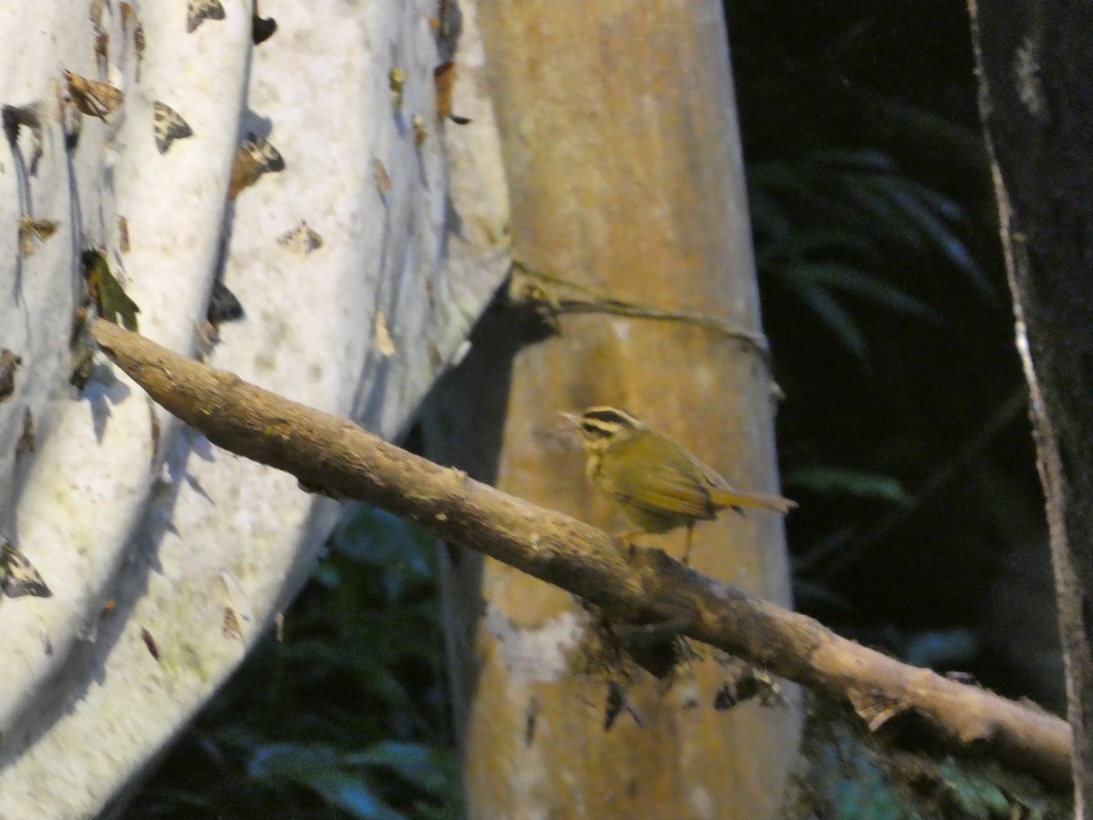 Three-striped Warbler (daedalus) - ML639138479