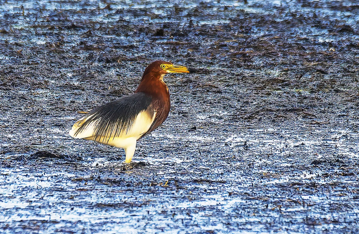 Чапля китайська - ML639138834