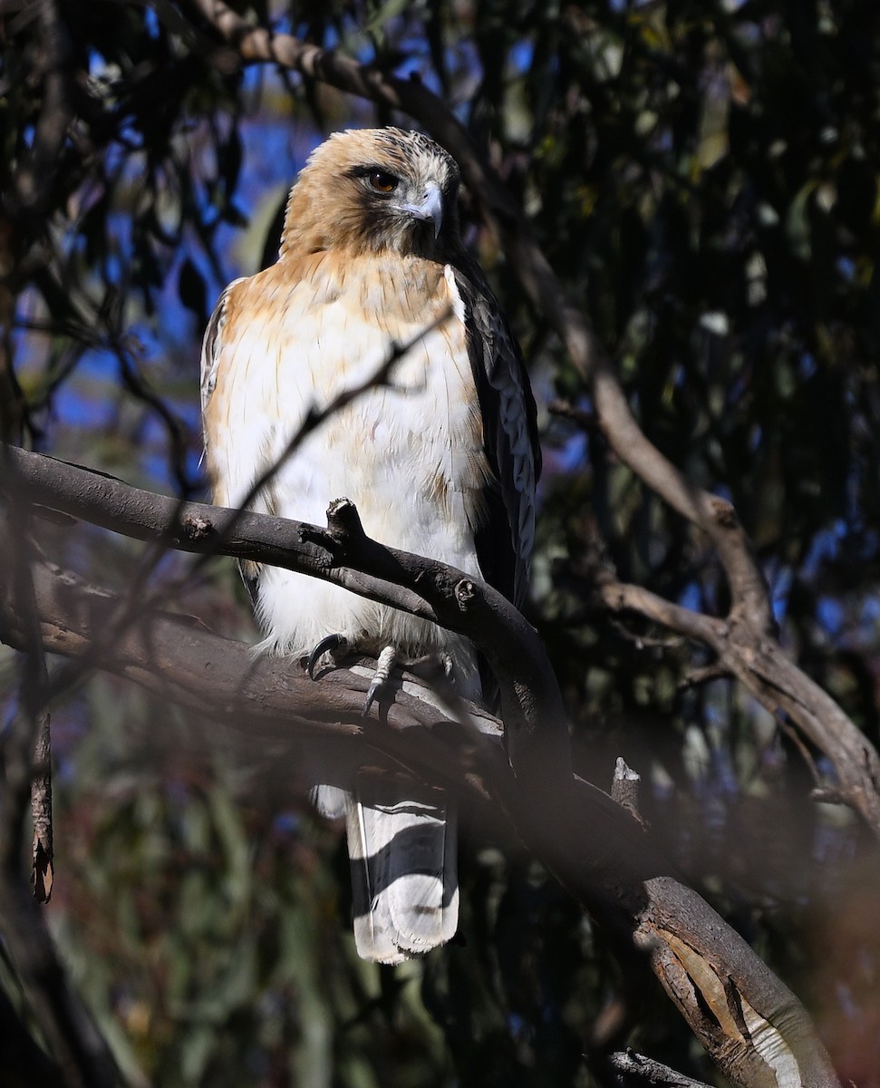Little Eagle - ML639138856
