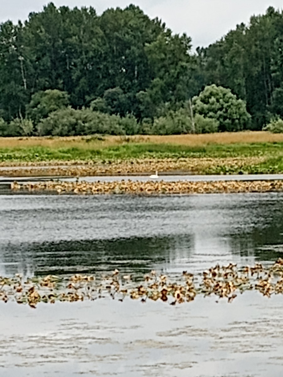 Trumpeter Swan - ML639139245