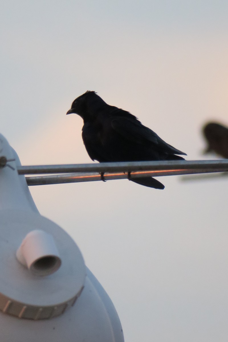 Purple Martin - ML639139341
