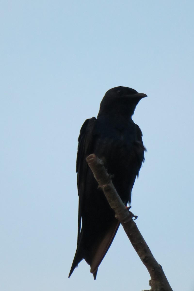 Purple Martin - ML639139342