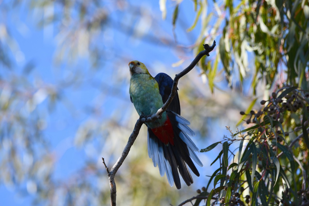 Pale-headed Rosella - ML639139586