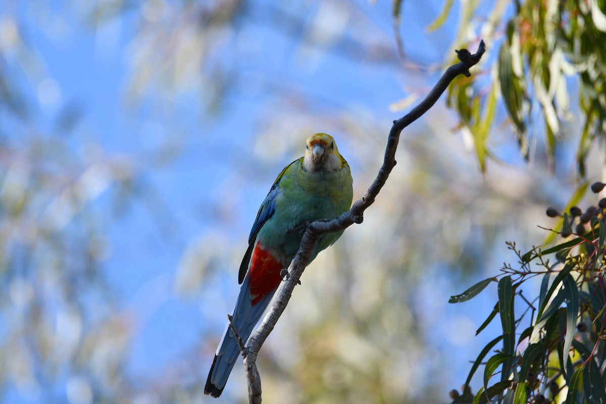 Pale-headed Rosella - ML639139587