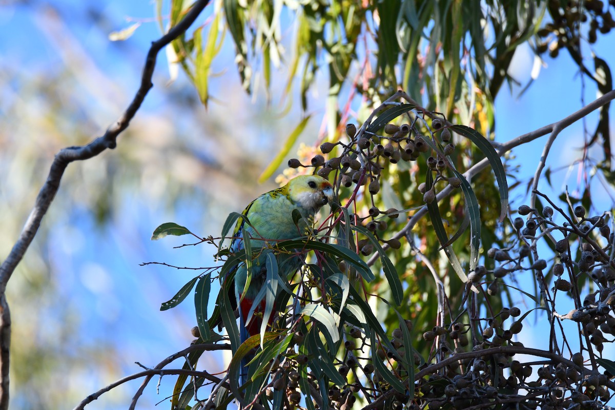 Pale-headed Rosella - ML639139588