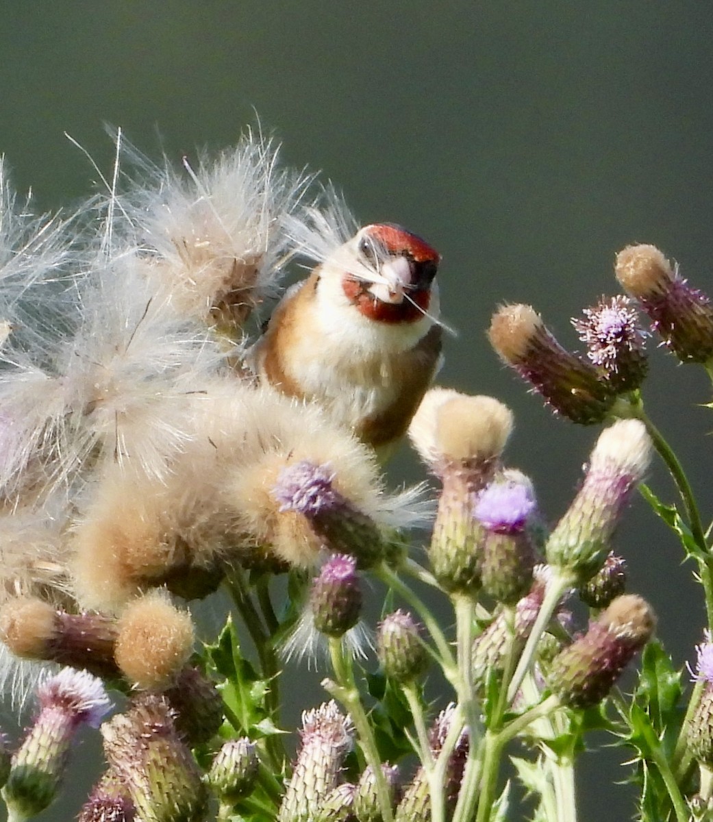 European Goldfinch - ML639139692