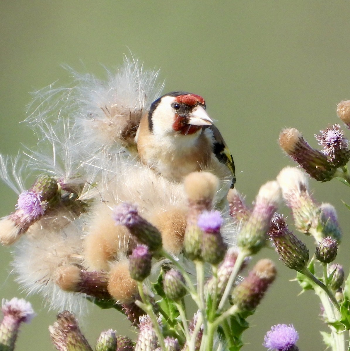European Goldfinch - ML639139693