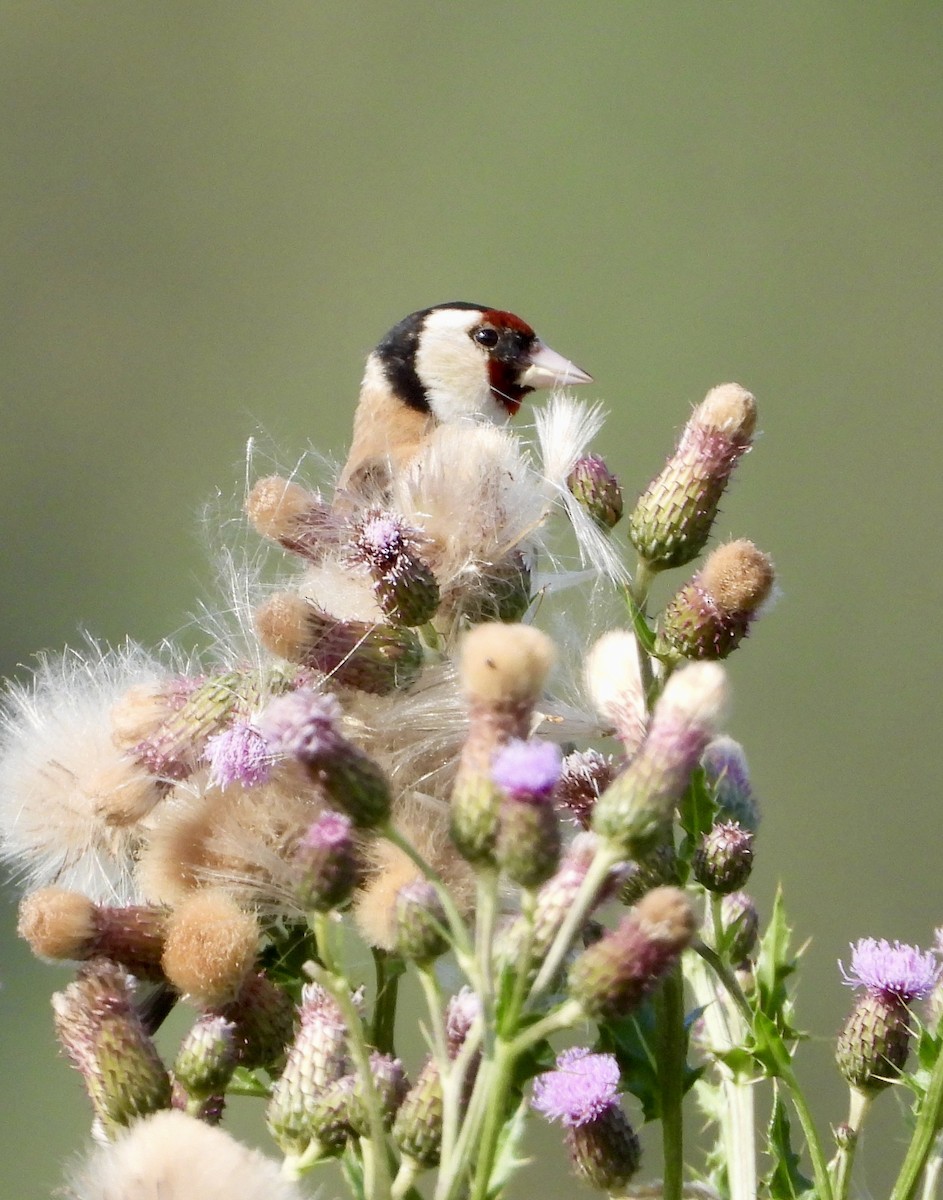 European Goldfinch - ML639139694