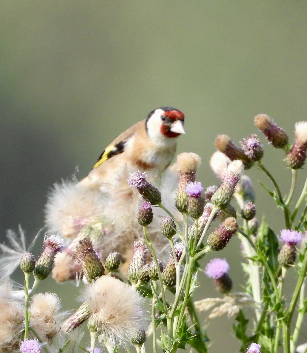 European Goldfinch - ML639139695