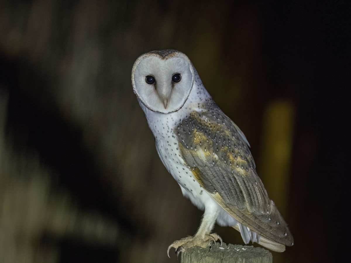 Eastern Barn Owl (Eastern) - ML639139817