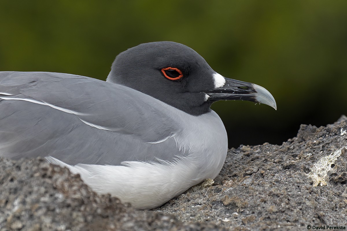 Swallow-tailed Gull - ML639139845
