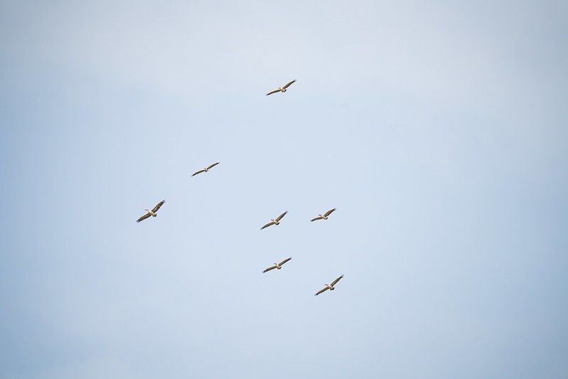 Spot-billed Pelican - ML639139847