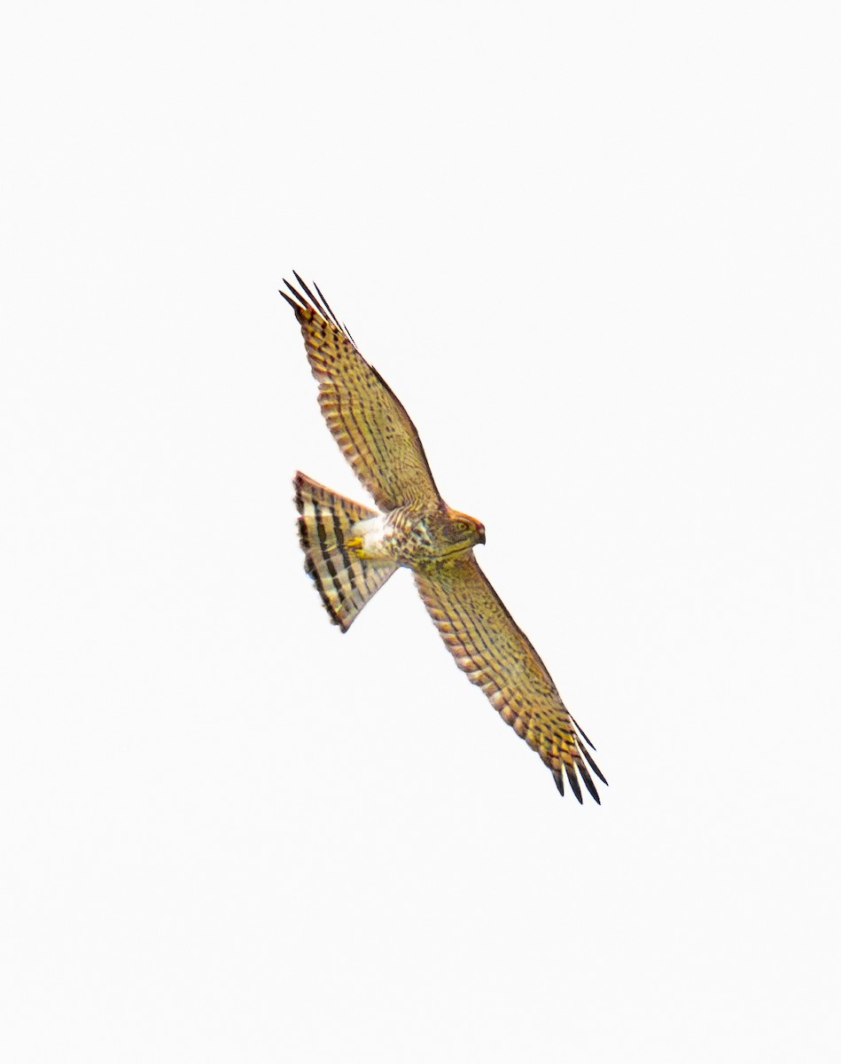 Shikra - ML639139848