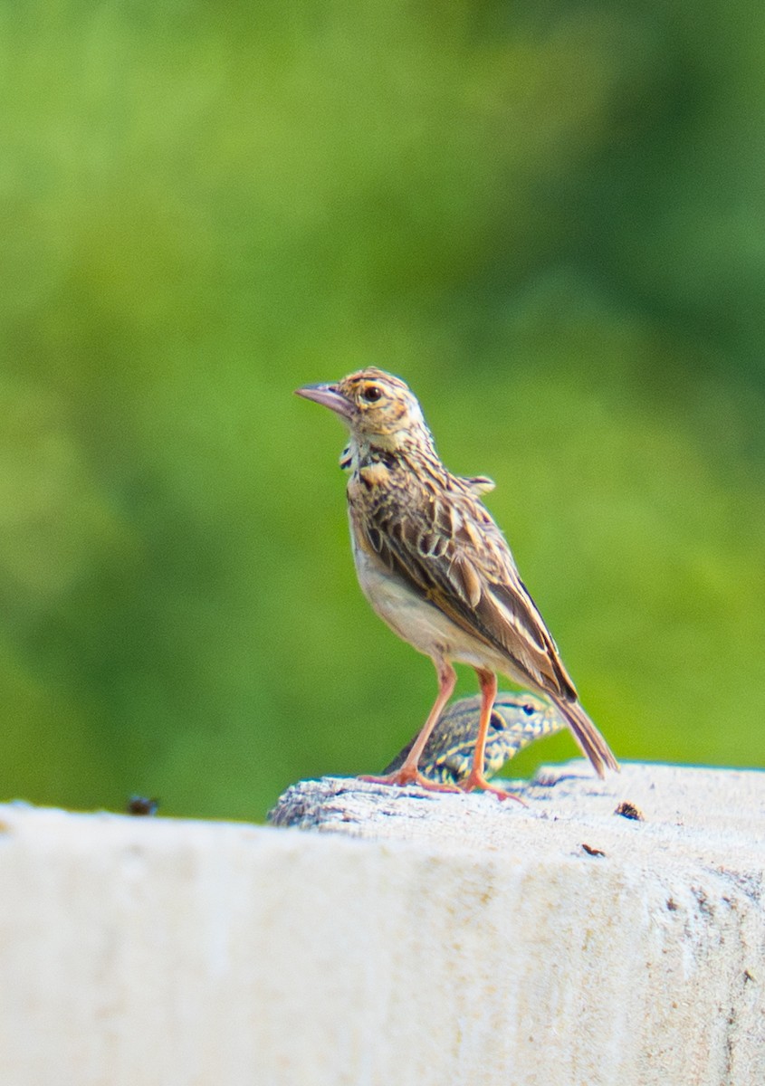 Jerdon's Bushlark - ML639139858