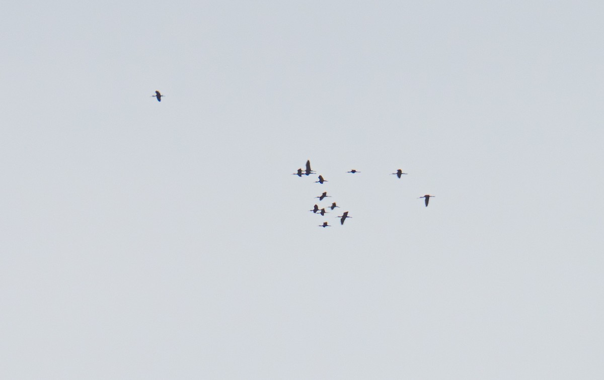 Glossy Ibis - ML639139892