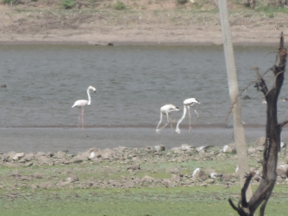 Greater Flamingo - ML639139908