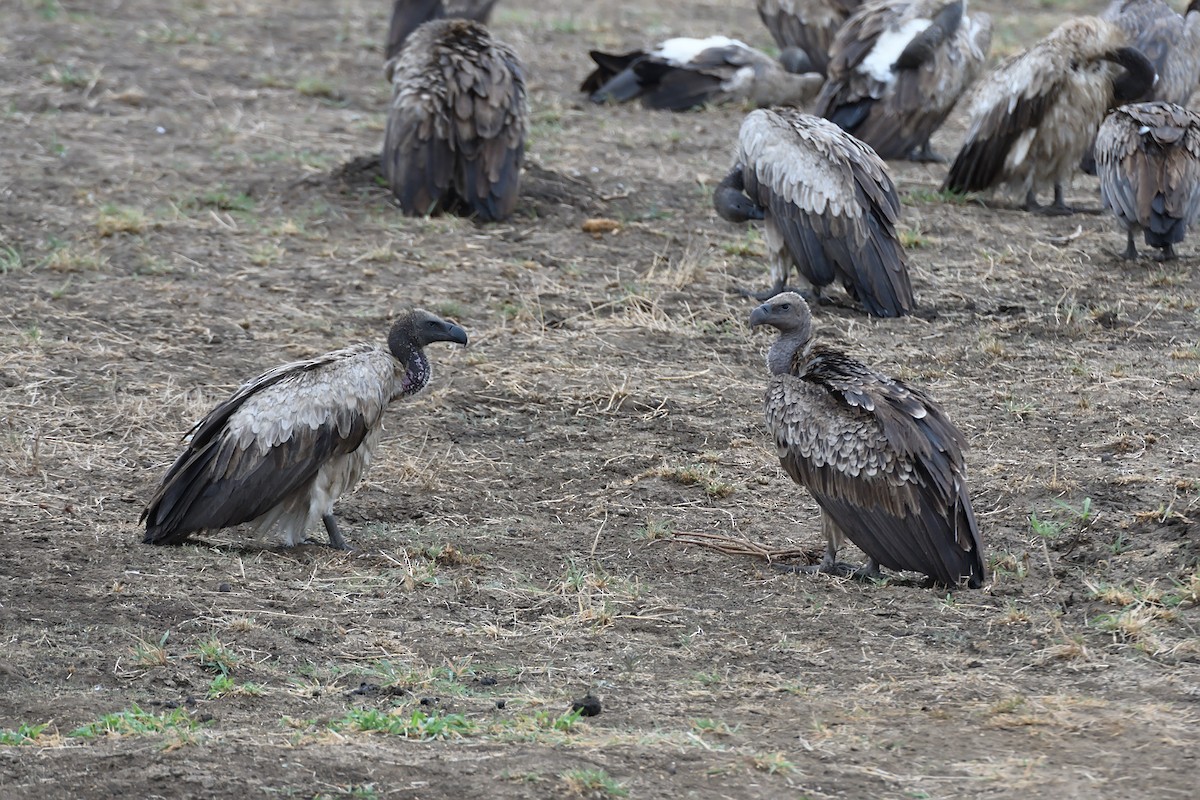 White-backed Vulture - ML639139980