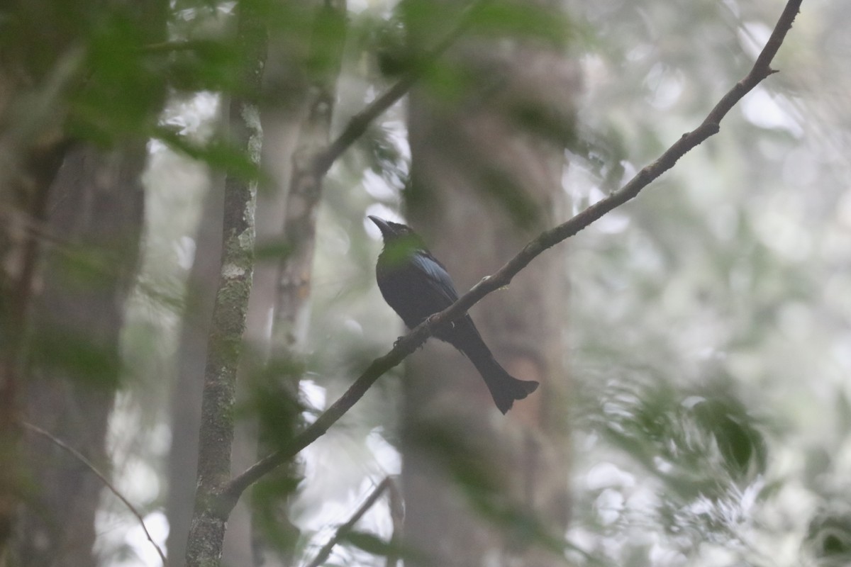 カンムリオウチュウ（borneensis） - ML639140204