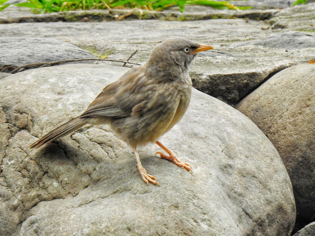 Jungle Babbler - ML639140330