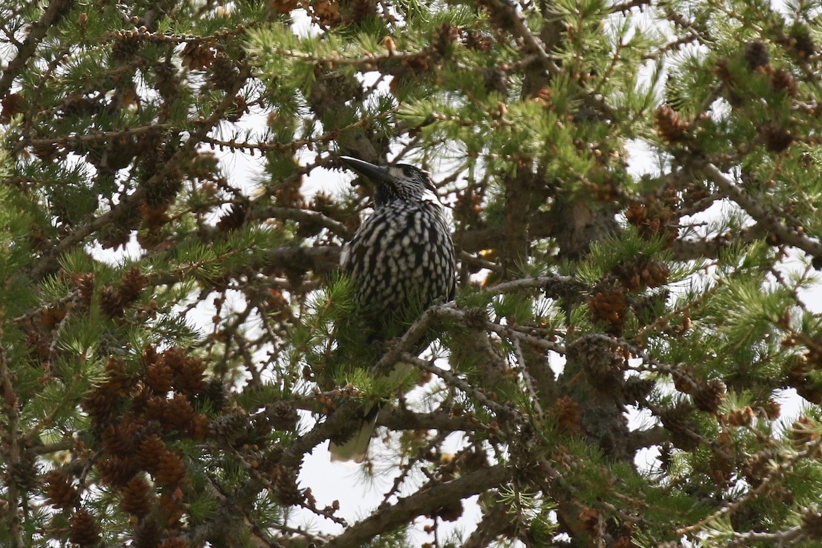 Northern Nutcracker - ML639140363