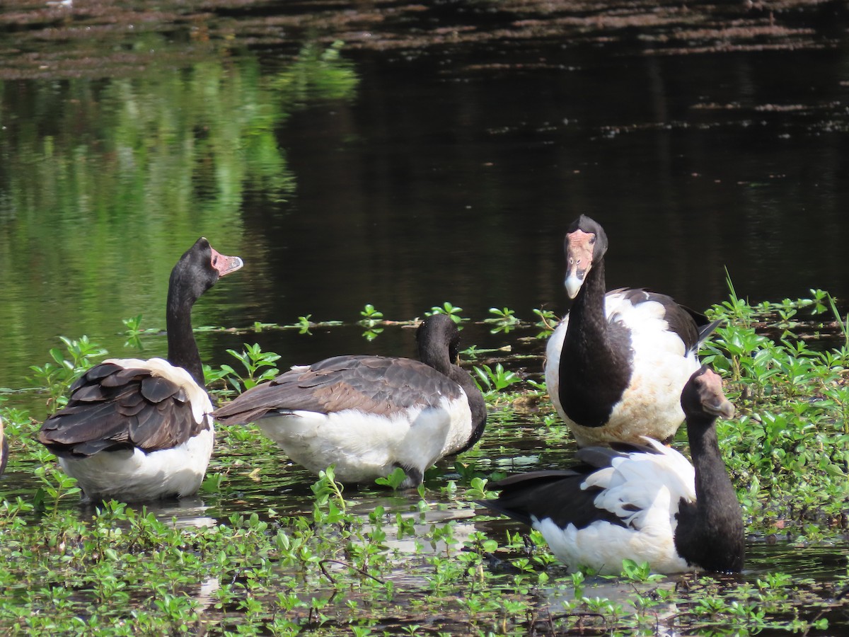 Magpie Goose - ML639140422