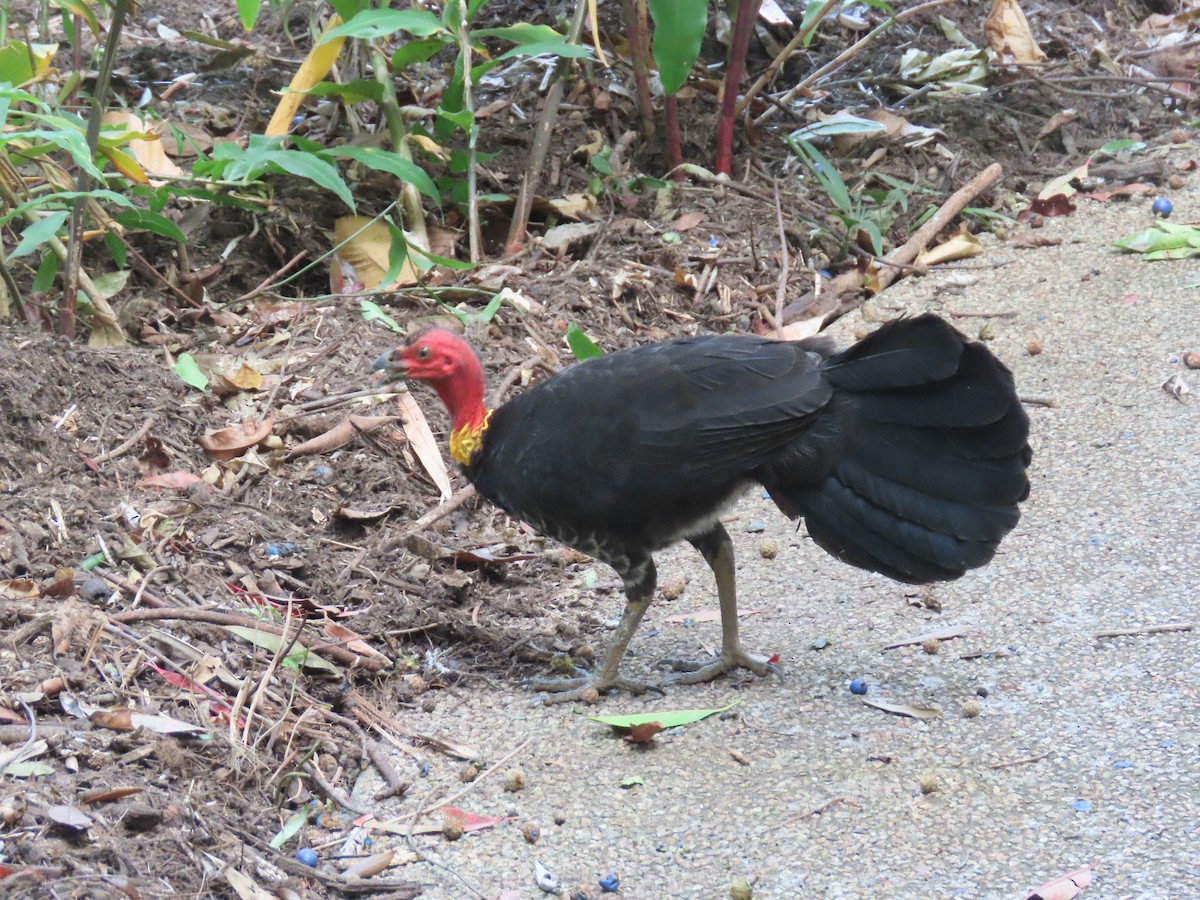 Australian Brushturkey - ML639140423