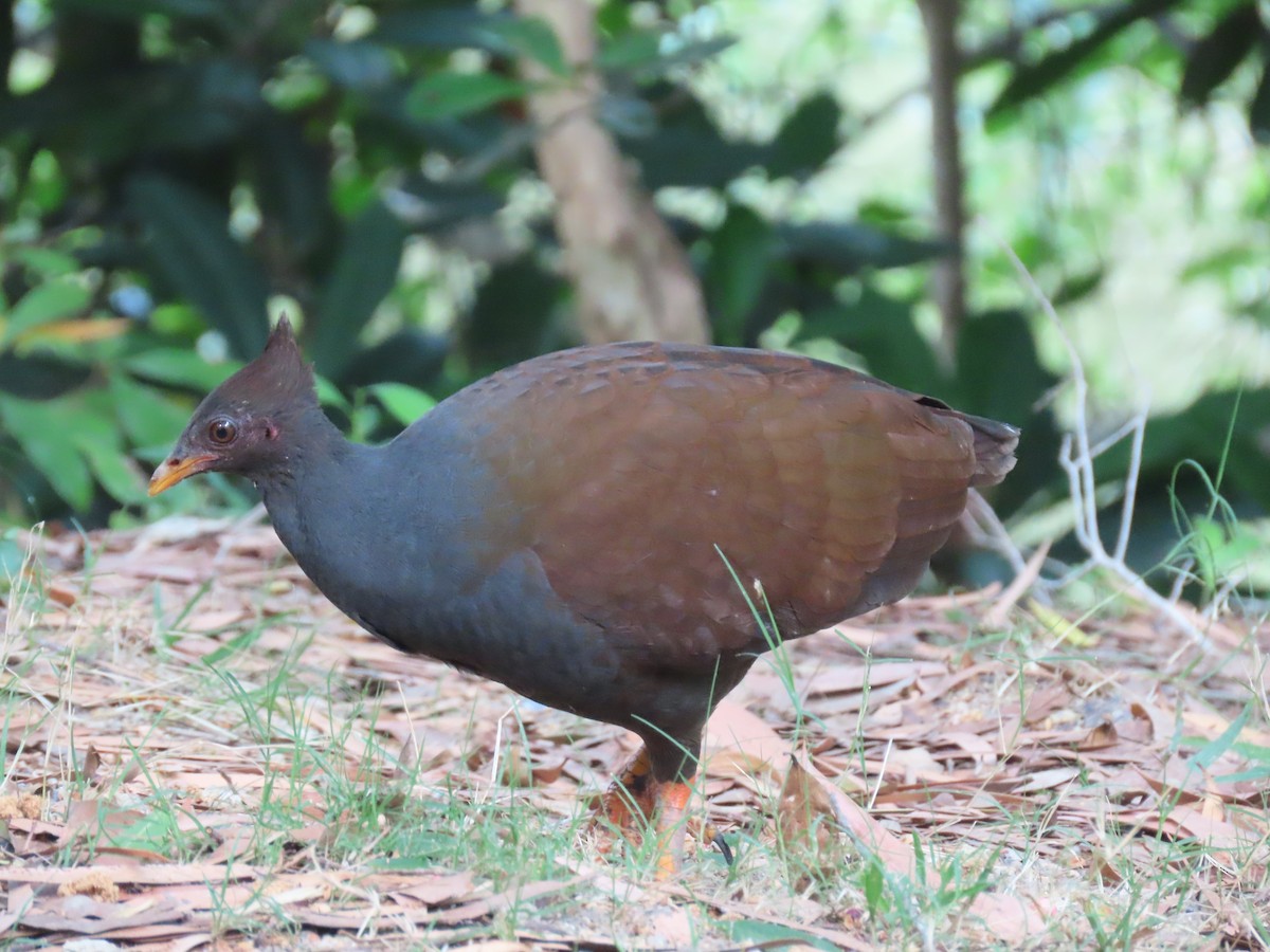 Orange-footed Megapode - ML639140424