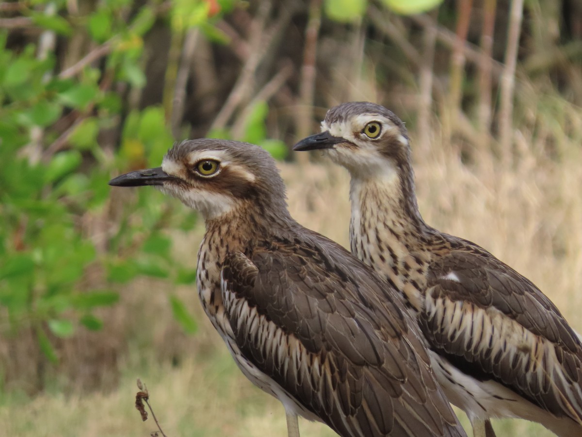 Bush Thick-knee - ML639140426
