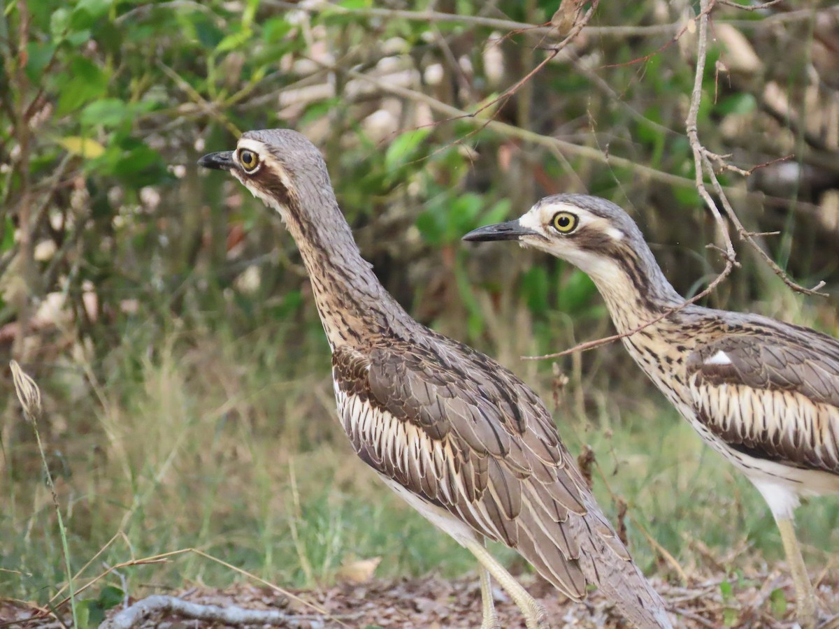 Bush Thick-knee - ML639140427
