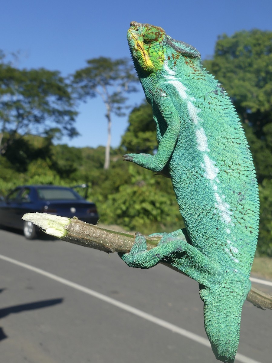 Oustalet's Giant Chameleon - ML639140432