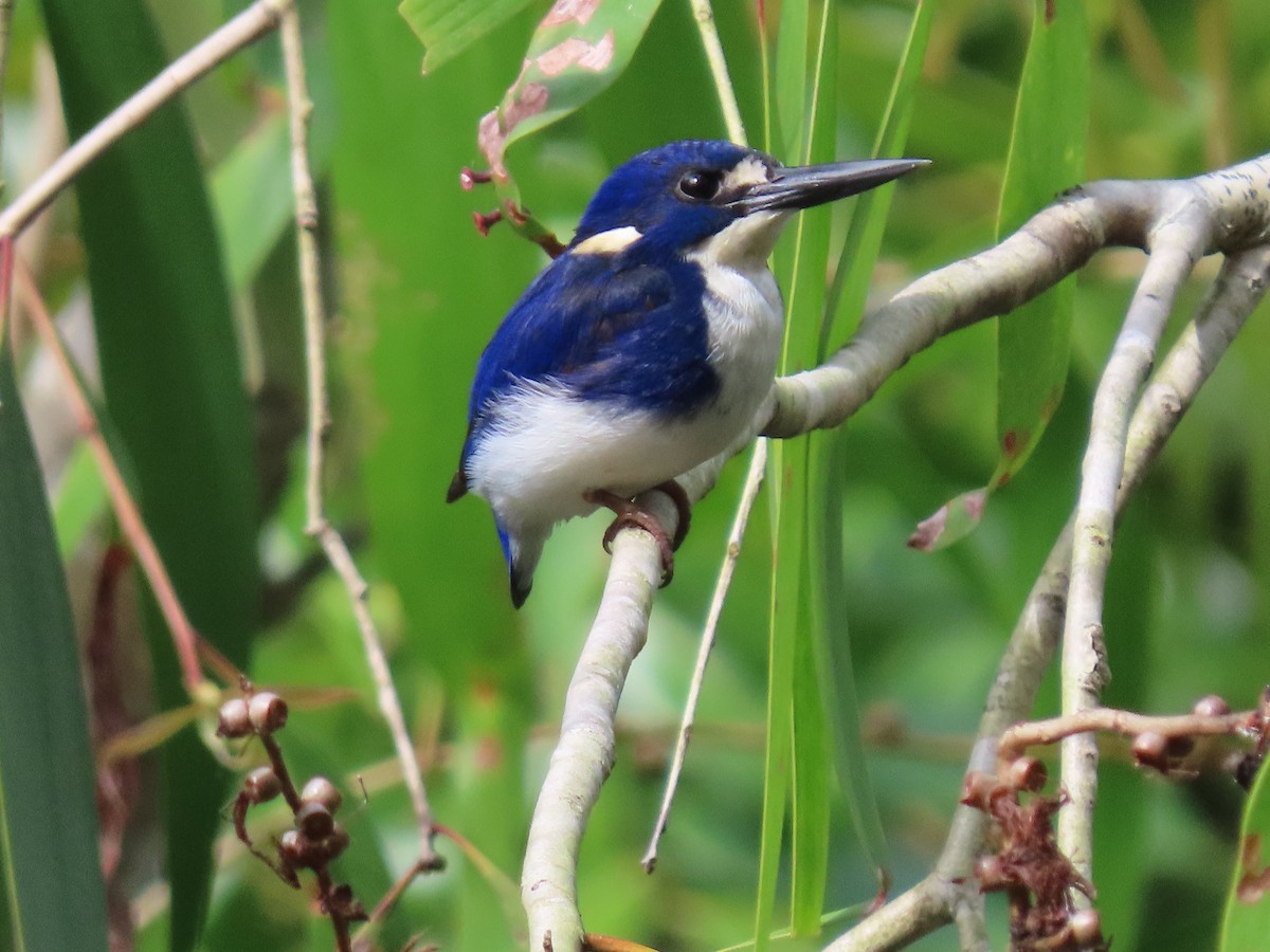 Little Kingfisher - ML639140433